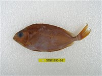 藏品(褐籃子魚)的圖片